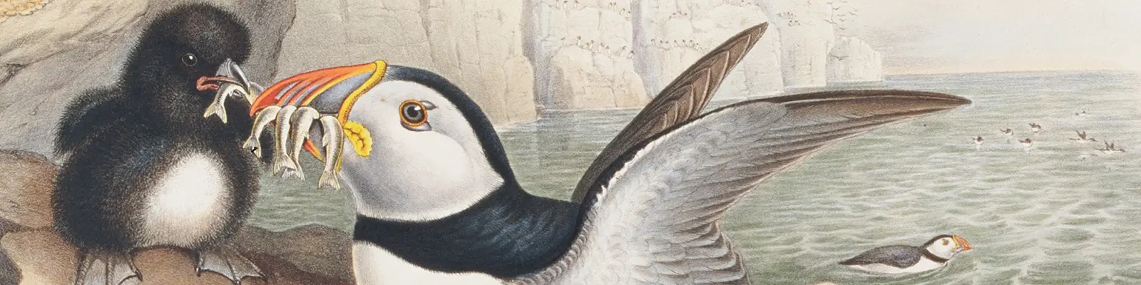 Fratercula arctica,Linn.: J.Gould & H.C. Richter, del et lith.: Walter & Cohn, Imp.